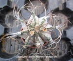 Astrophytum niveum 026