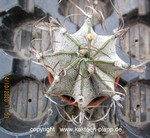 Astrophytum niveum 027