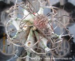 Astrophytum niveum 031