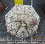 Astrophytum ONZUKA x SUPERCAPUTO  3538  3538a