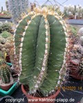 Astrophytum ornatum 3476