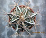 Astrophytum ornatum cv. Fukuryu 001