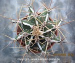Astrophytum ornatum cv. Fukuryu 002