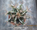Astrophytum ornatum cv. Fukuryu 003