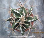 Astrophytum ornatum cv. Fukuryu 009