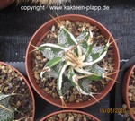 Astrophytum ornatum cv. Fukuryu