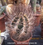 Astrophytum senile 3192