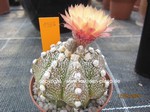 Astrophytum asterias Hybride 1556