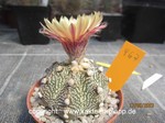 Astrophytum asterias Hybride  967