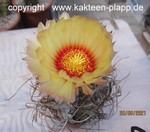Astrophytum capricorne