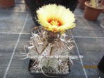 Astrophytum capricorne 1568