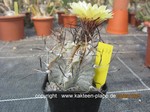 Astrophytum capricorne  1622