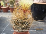 Astrophytum capricorne senile 1525