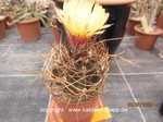 Astrophytum capricorne senile 1541