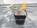 Astrophytum (Digitostigma) caput-medusae  1598