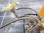 Astrophytum_caput-medusae_1598-2