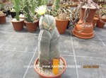 Astrophytum myriostigma tricostatum 1589