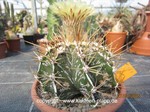 Astrophytum ornatum cv. Fukuryu 1529