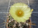 Astrophytum_ornatum_1529-2