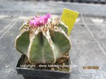 Aztekium hintonii  1692