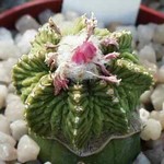 Aztekium ritteri