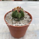 Aztekium valdezii