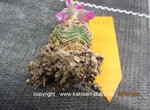 Aztekium valdezii 1575