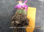 Aztekium valdezii 1576