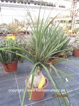 Beaucarnea_recurvata_1116-1