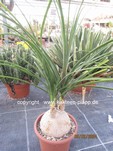 Beaucarnea_recurvata_1116-2