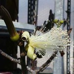 Bombax elypticum