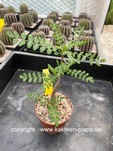 Boswellia neglecta 3556