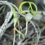 Ceropegia  armandii