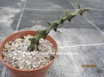 Ceropegia_armandii_allgemein_240418