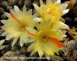 Chamaecereus Hybride  Harlekin 7a