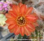 Chamaecereus Hybride "Flame"