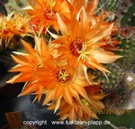 Chamaecereus Hybride "Gwendolina"