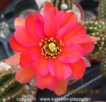 Chamaecereus Hybride "Neon Pink"