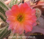 Chamaecereus Hybride "Perla di Verona"