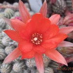 Chamaecereus silvestris