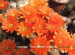 Chamaecereus_Flame_allgemein-250603