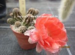 Chamaecereus Hybride HB 102