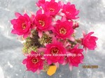 Chamaecereus Hybride Pauline 1600