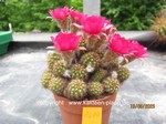 Chamaecereus_Hybr_Pauline_1600-2