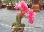 Chamaecereus_Hybride_tramonto_bavarese_250521-2