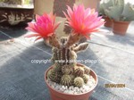 Chamaecereus_Hybride_Vivid_allgemein-1