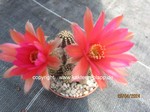 Chamaecereus_Hybride_Vivid_allgemein-2