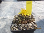 Cintia_subterranea_1669-1