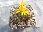 Cintia subterranea  1669