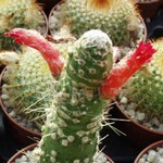 Cleistocactus straussii monstrosus